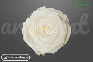 Trandafiri Criogenati 6cm Ivory