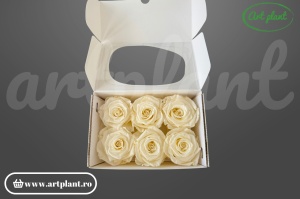 Trandafiri criogenați 6cm Light Beige - cutie 6 bucăți Art Plant