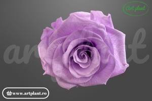 Trandafiri Criogenati 6cm Lila ( Mauve)