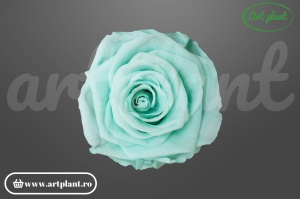 Trandafiri Criogenati 6cm Mint.