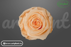 Trandafiri Criogenati 6cm Peach.