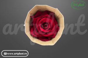 Trandafiri Criogenati 6cm Rosu Inchis.