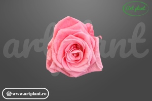 Trandafiri Criogenati 6cm Roz