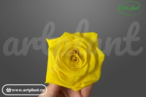 Trandafiri Criogenati 6cm Sunny Yellow din Ecuador, 5.5-6.3 cm , inaltime 5-6.1, 6 buc