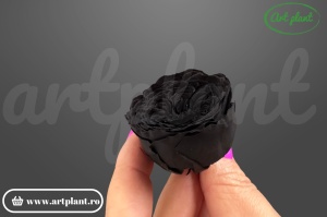 Trandafiri Criogenati de Gradina Amelia Black Bla01