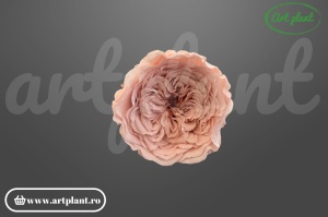 Mini trandafir de grădină criogenat Amelia Rose Amor Roz Pal Pin04