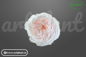 Trandafiri Criogenati de Gradina Amelia Roz Pal Pin89