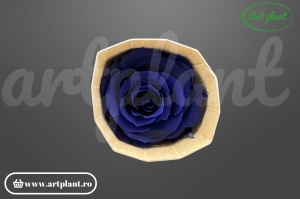 Trandafir criogenat Mediu Albastru Inchis - Art Plant