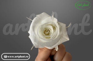 Trandafiri Criogenati Mini Ivory din Ecuador, 3-5 cm , inaltime 3-4 cm, 12 buc