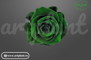 Trandafiri Criogenati XL Verde Inchis Gre02