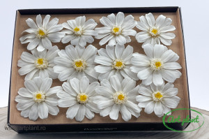 Zinnia Alba - Img 2