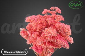 Achillea roz (G)