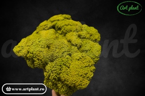Achillea verde - Img 3