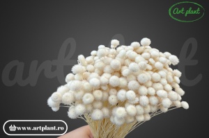 Amarelino alb perlat (G)