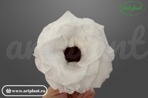 anemonă stabilizată alb floare naturală pentru aranjamente florale