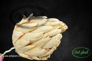 Artichoke stabilizat - Img 1