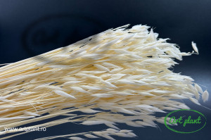 Avena Alb - Crem - Img 2
