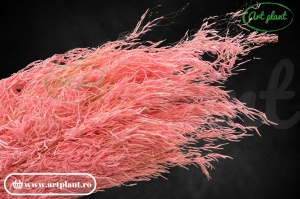 Briza segro roz
