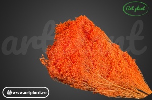Broom portocaliu somon (G) - Img 2