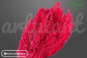 Broom rosu rubin