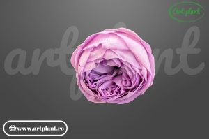 Bujor stabilizat natural din Ecuador, diametru 5 cm, înălțime 4 cm, 1 bucată