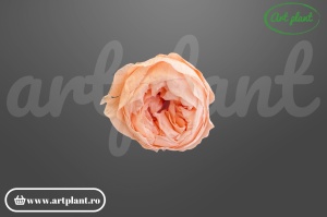 Bujor stabilizat natural din Ecuador, diametru 5 cm, înălțime 4 cm, 1 bucată