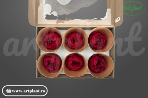 Bujori criogenați roșu Red01 în aranjament decorativ, flori naturale stabilizate cu durată lungă