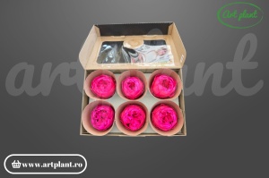 Bujor stabilizat natural din Ecuador, diametru 5 cm, înălțime 4 cm, 1 bucată