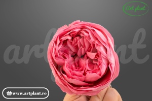 Bujori Criogenați Roz Pin06