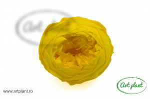 Bujori Criogenați Yellow Yel99