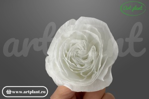 Buttercup Stabilizat Alb din Ecuador, Ø 4–4.5 cm • Înălțime 3–3.5 cm, 6 buc