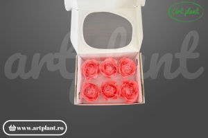 Buttercup Stabilizat Roz din Ecuador, Ø 4–4.5 cm • Înălțime 3–3.5 cm, 6 buc