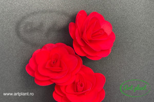 Capete begonie rosii - Img 2