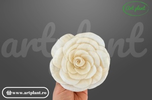 Capete begonie sola 10cm