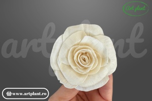 Capete begonie sola 6cm