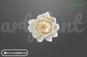 Cap boboc bujor sola 10 cm în formă de boboc, floare decorativă romantică din lemn de sola