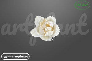 Cap boboc bujor sola 6 cm în formă de boboc, floare decorativă romantică din lemn de sola