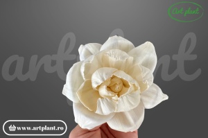 Capete boboc bujor sola 8cm