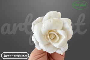 Capete bujor deschis sola 6cm