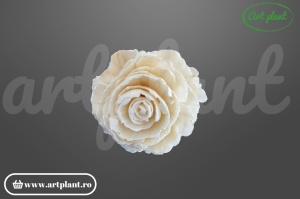 Cap bujor sola 6 cm cu petale dense stratificate, floare decorativă albă din lemn de sola