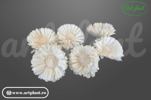 Cap floarea soarelui sola 10 cm cu petale alungite și centru brun, floare decorativă din lemn de sola