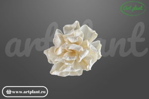 Capete Gardenie Sola 8 cm