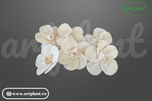 Cap orhidee new sola 10 cm model modern cu proporții fine, floare decorativă contemporană din lemn de sola