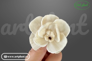 Capete orhidee new sola 6 cm