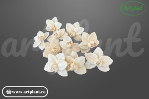 Cap orhidee old sola 6 cm model clasic cu petale largi, floare decorativă tropicală din lemn de sola