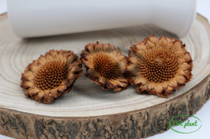 Capete protea margareta natur
