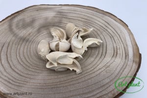 Ciuperci albite