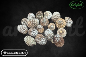 Conuri murii natur