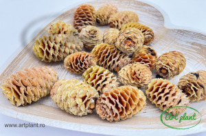 Conuri sabulosum natur