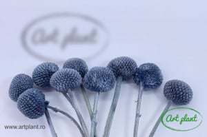Craspedia criogenata gray
